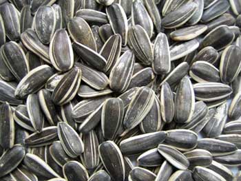 sunflower seed